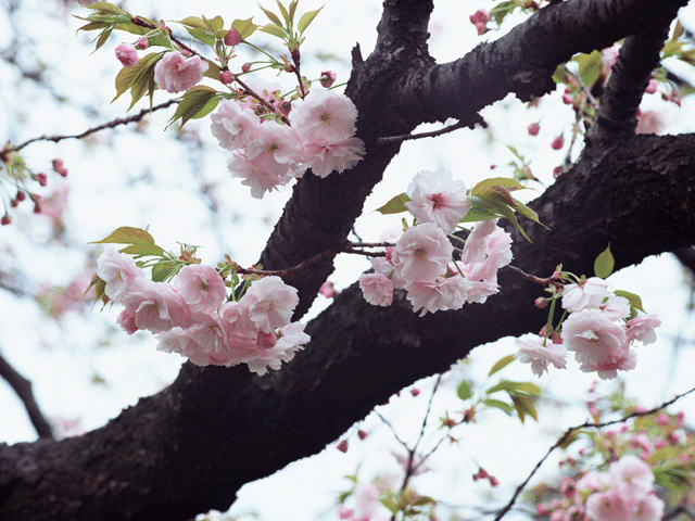 桜